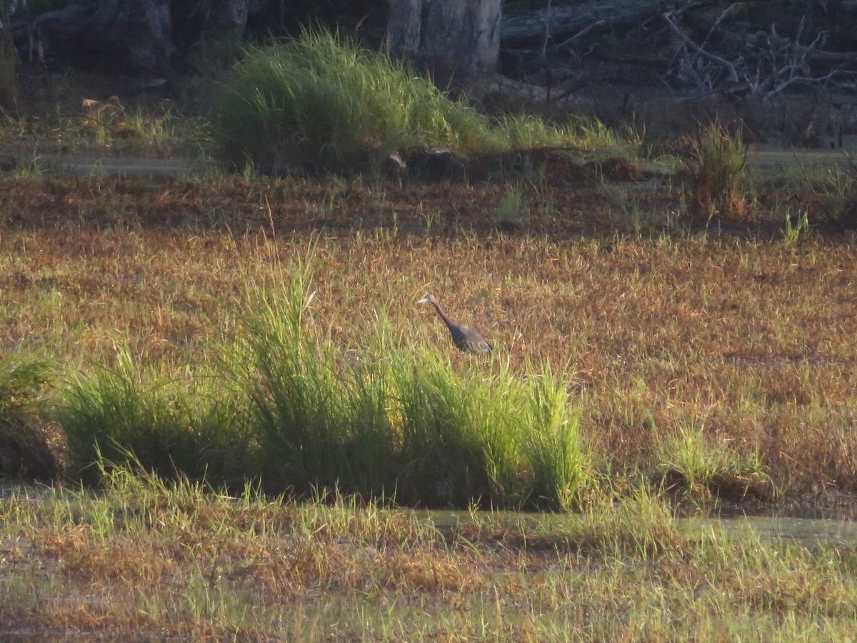 Little Blue Heron - Nancy Dowd