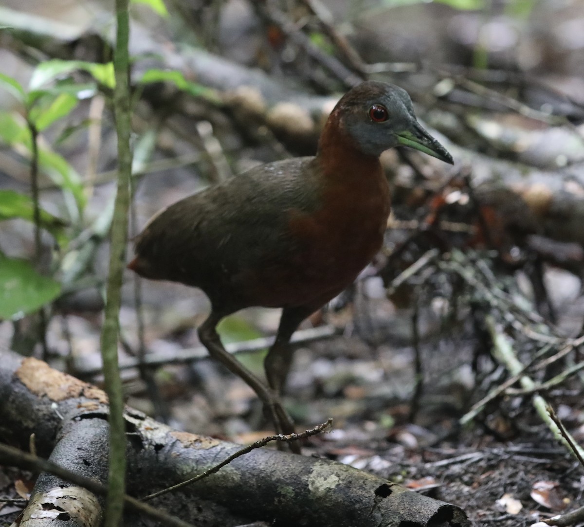 Gray-throated Rail - Ross Gallardy