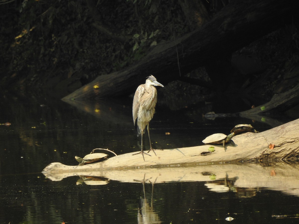 Great Blue Heron (Great Blue) - ML356750971