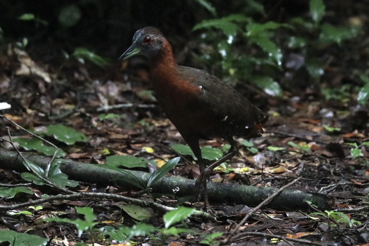 Gray-throated Rail - Ross Gallardy
