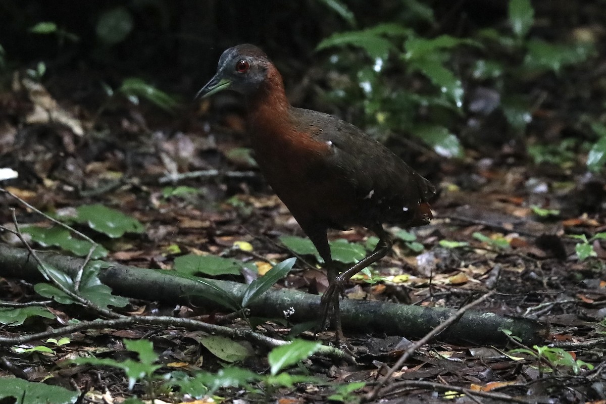 Gray-throated Rail - ML356751011