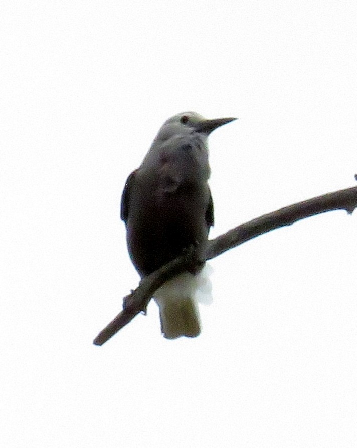 Clark's Nutcracker - ML35675211