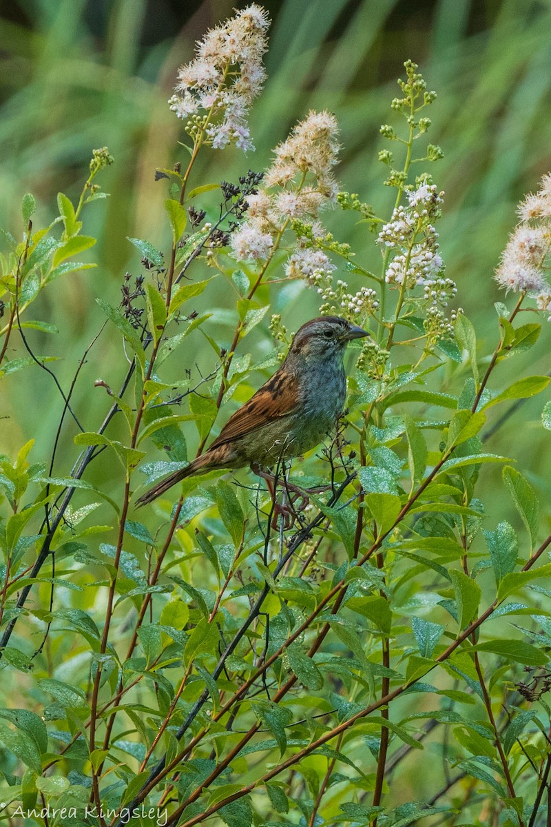 Swamp Sparrow - ML356752571