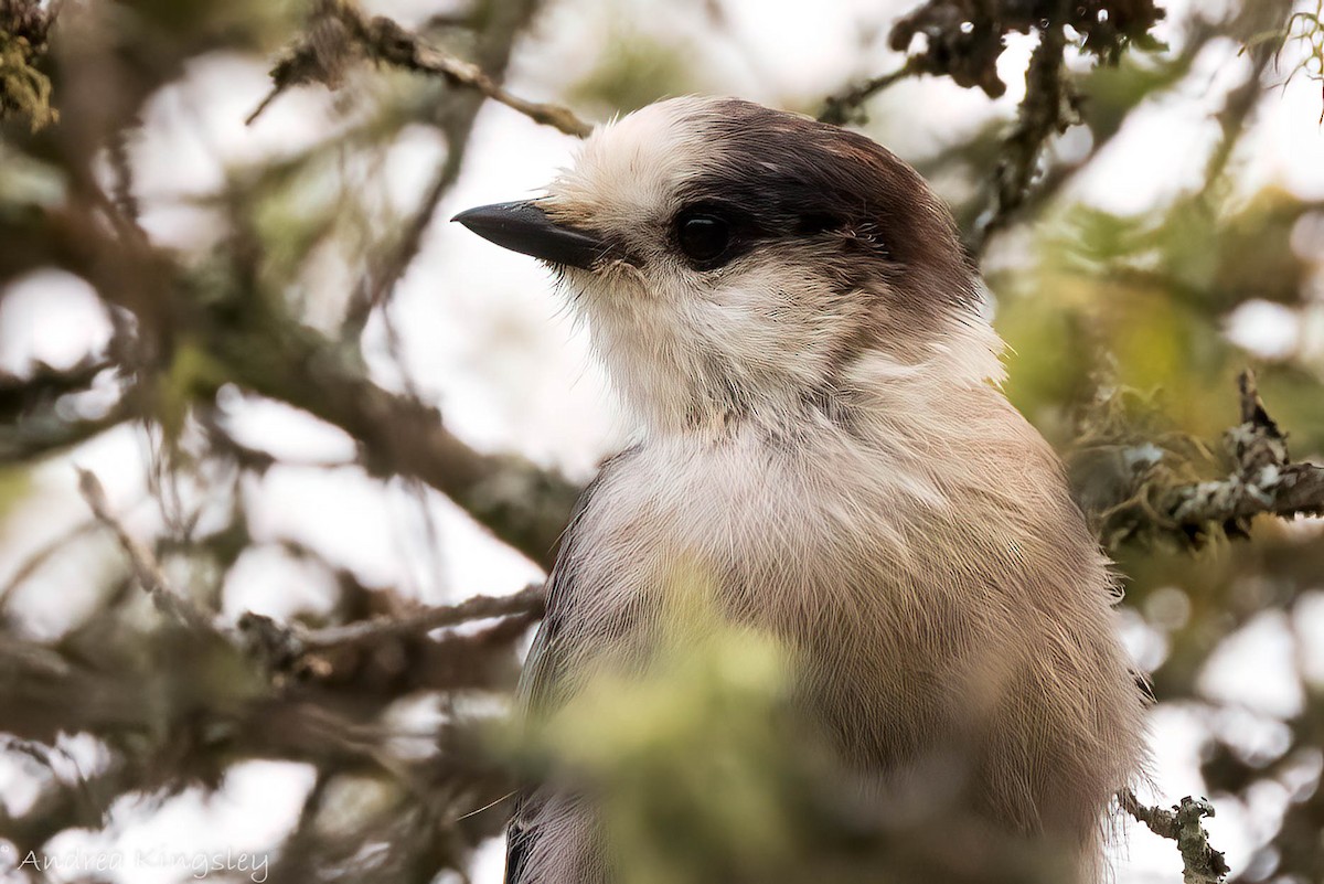 Canada Jay - ML356752681