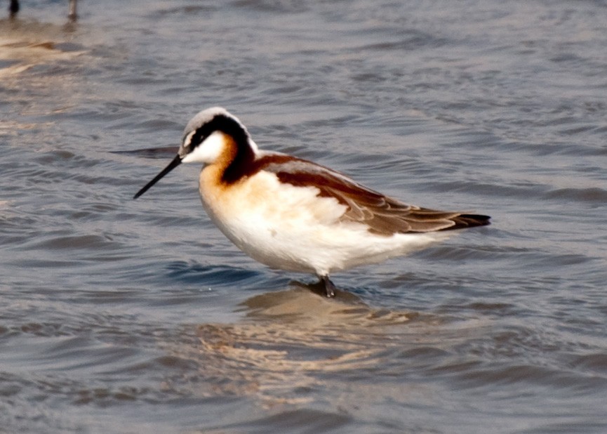 Falaropo Tricolor - ML35675281