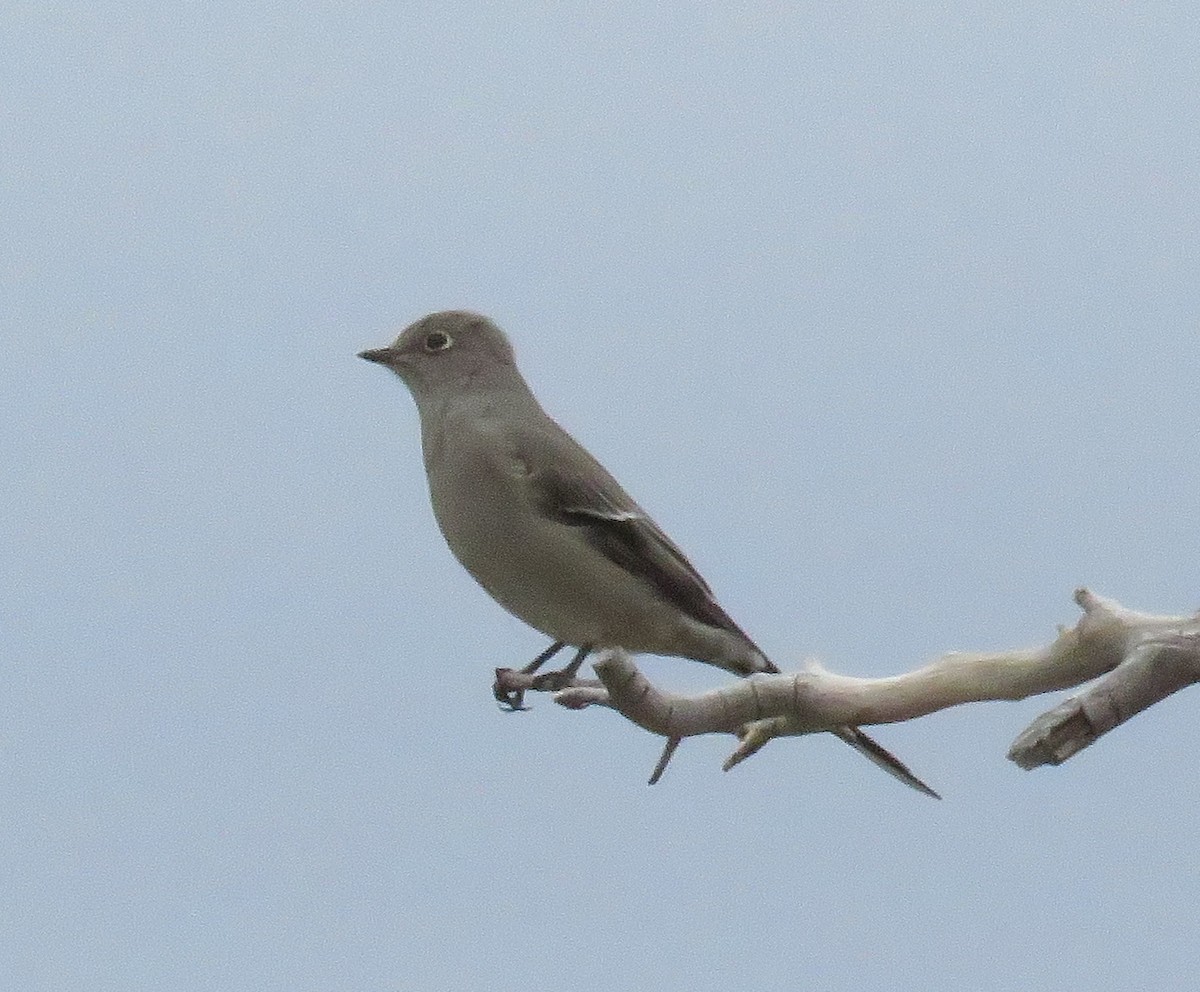 Townsend's Solitaire - ML35675351