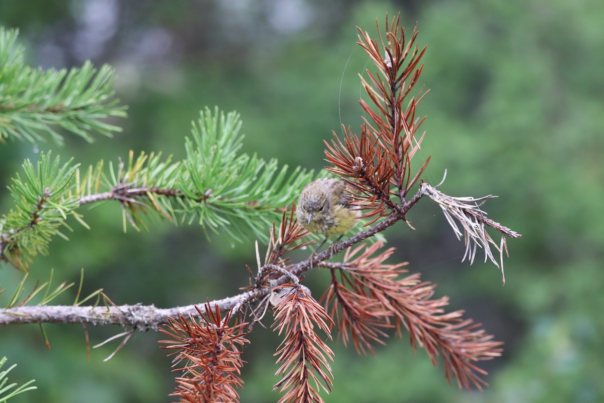 Cape May Warbler - ML356753811