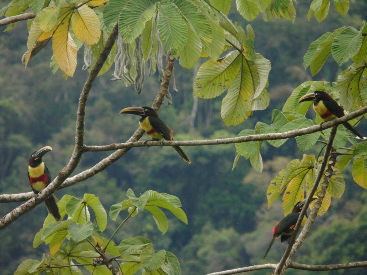 Chestnut-eared Aracari - ML356753881