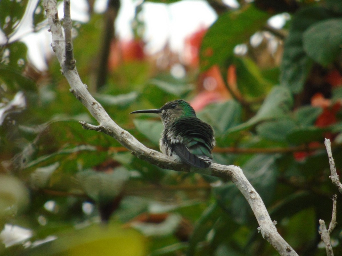 White-necked Jacobin - ML356754011