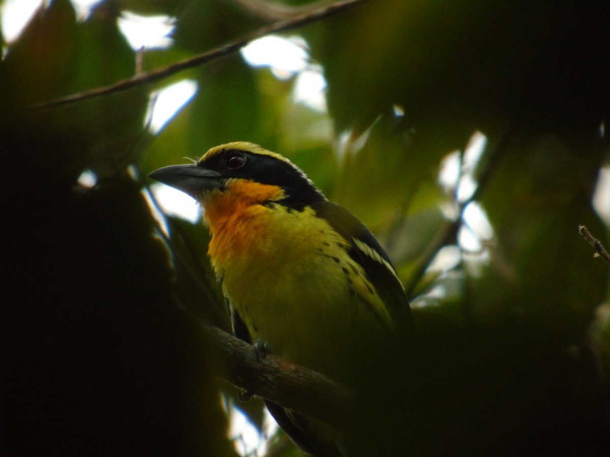 Scarlet-crowned Barbet - ML356754151