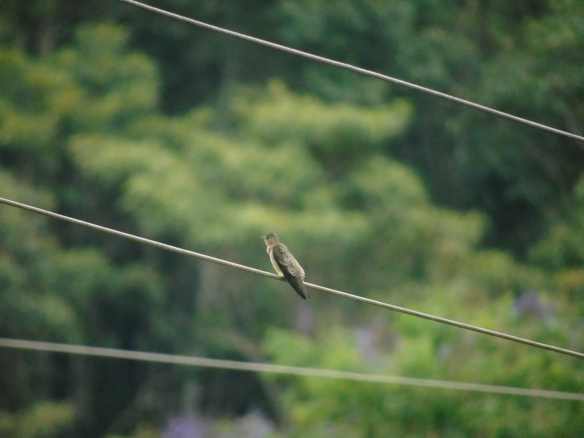 Southern Rough-winged Swallow - ML356754301