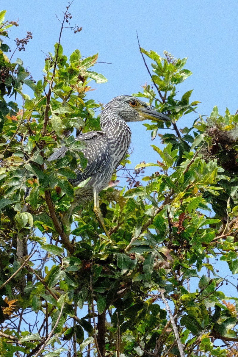 Yellow-crowned Night Heron - Madeleine Claire