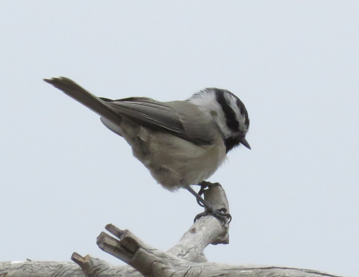 Mountain Chickadee - ML35675461