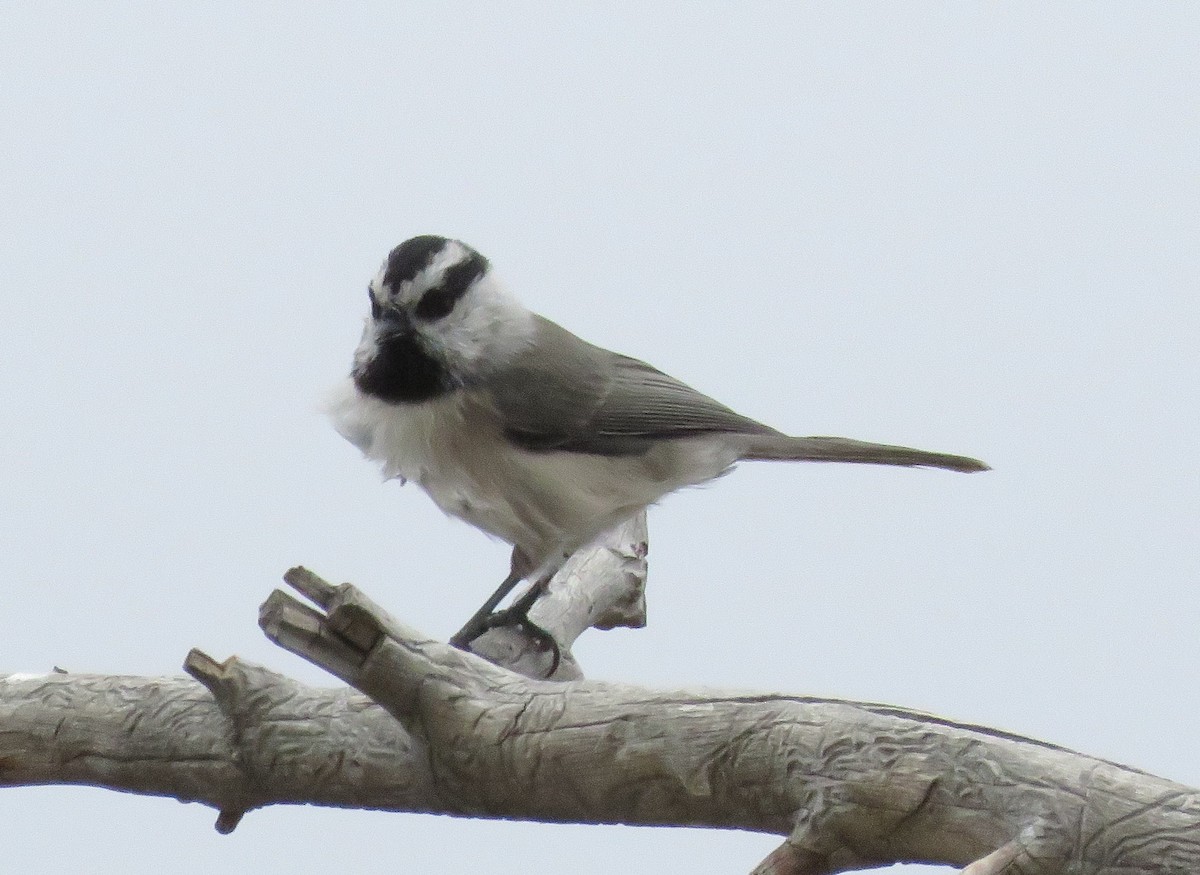 Mountain Chickadee - ML35675471