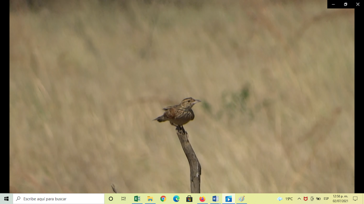 Red-winged Lark (Red-winged) - Hector Gomez de Silva