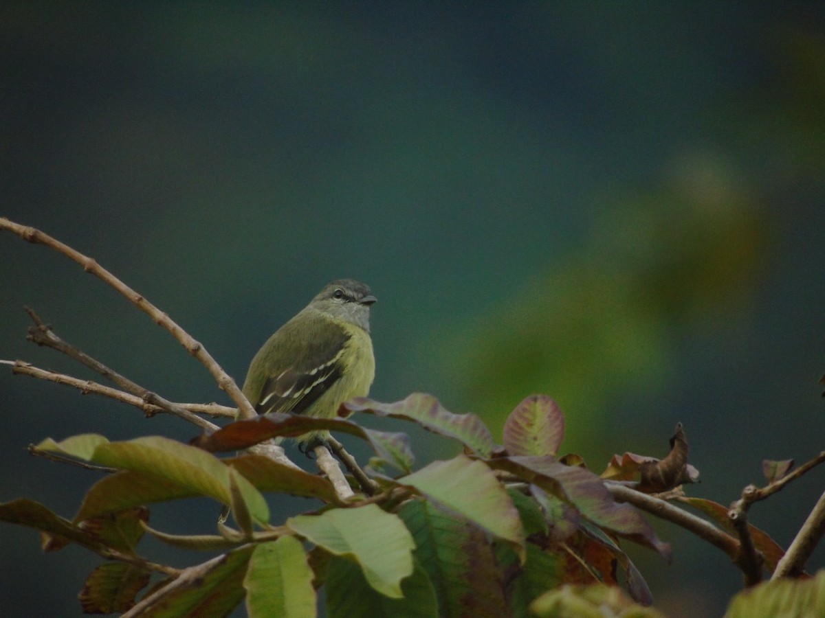 Yellow-crowned Tyrannulet - ML356754921
