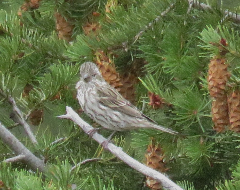 Cassin's Finch - ML35675501