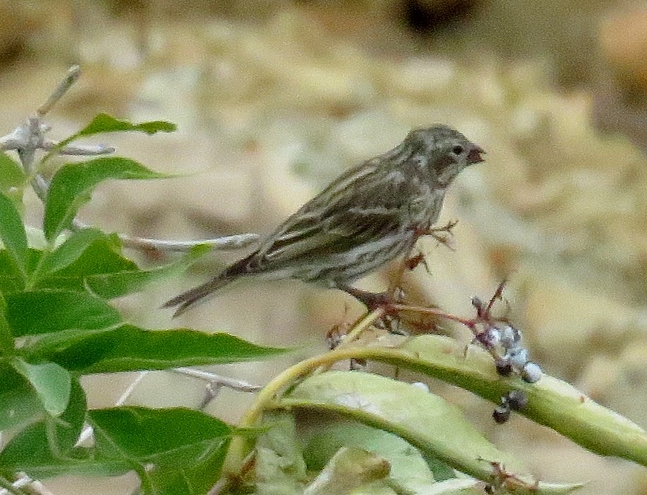 Cassin's Finch - ML35675511