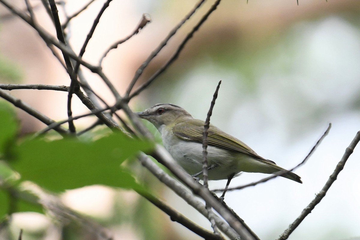 Red-eyed Vireo - Bobby Nadeau