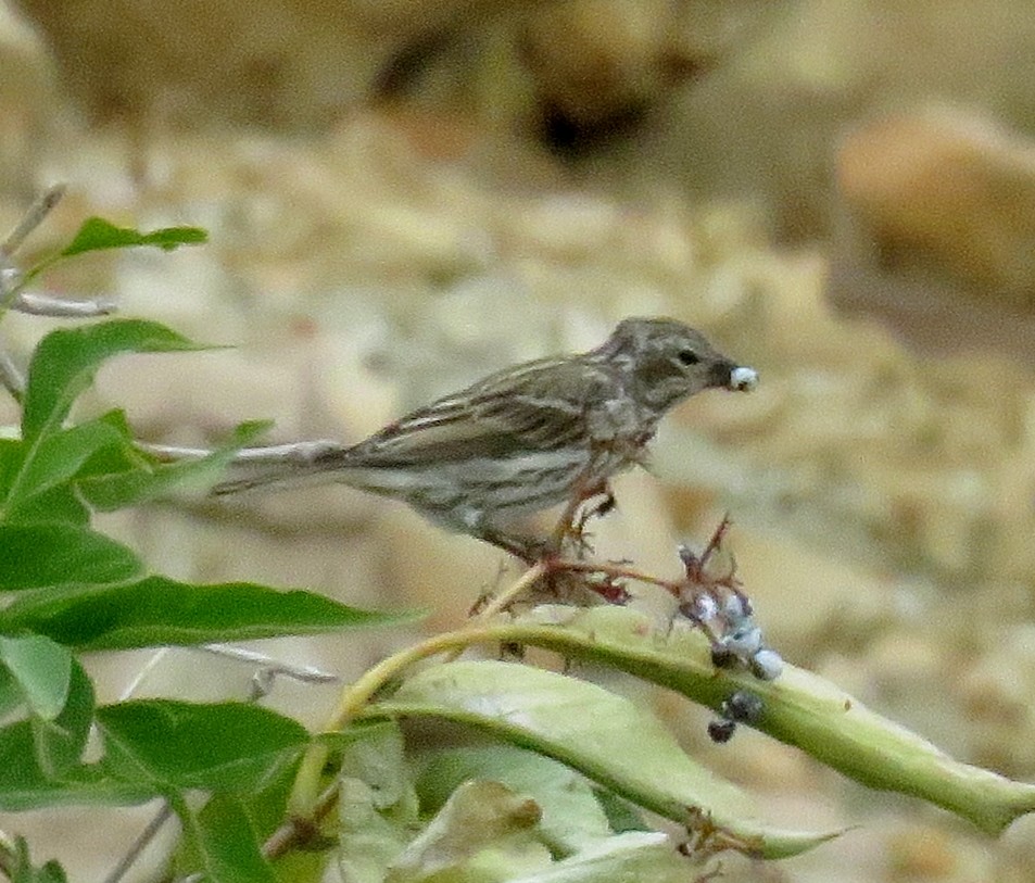 Cassin's Finch - ML35675521