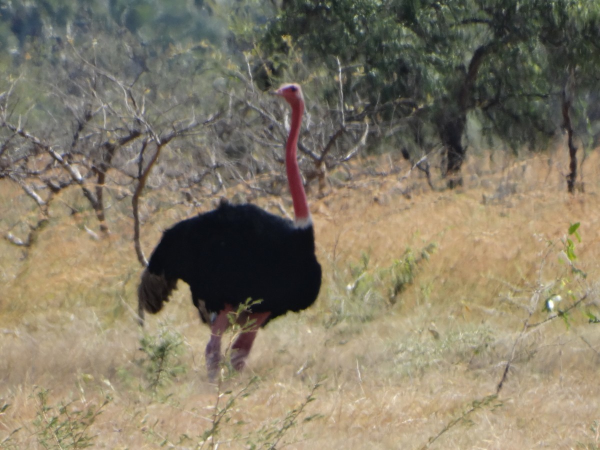 Африканский страус - ML356755211