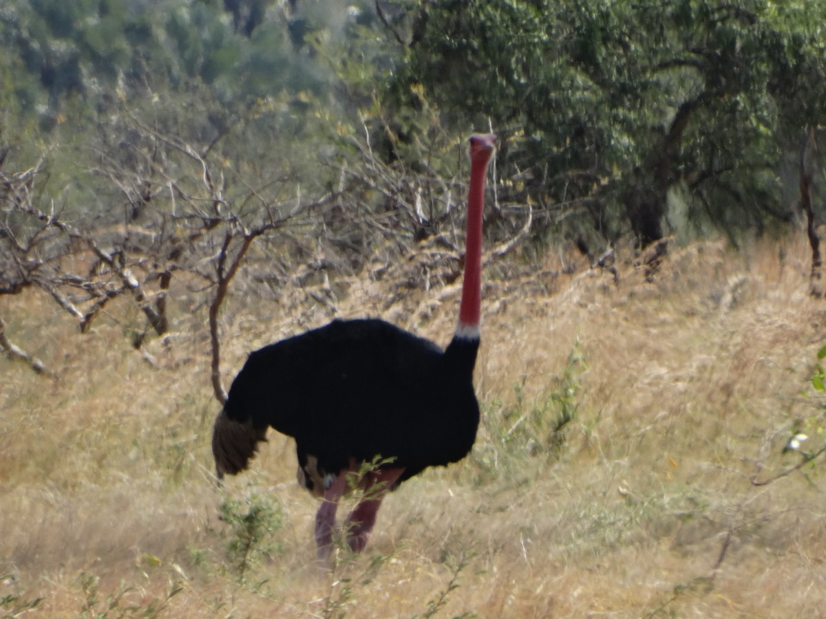 Common Ostrich - ML356755231