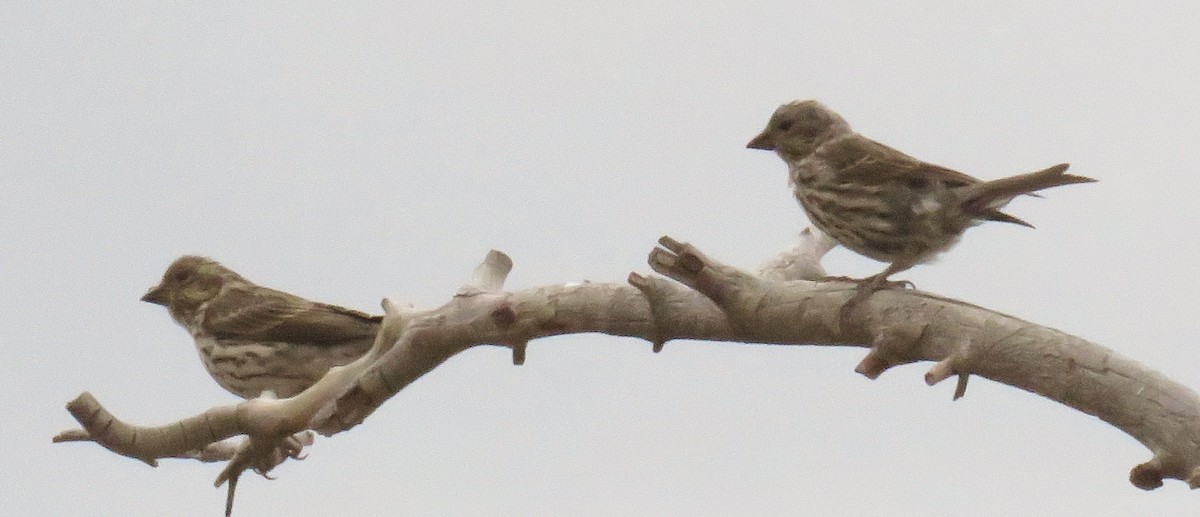 Cassin's Finch - ML35675531