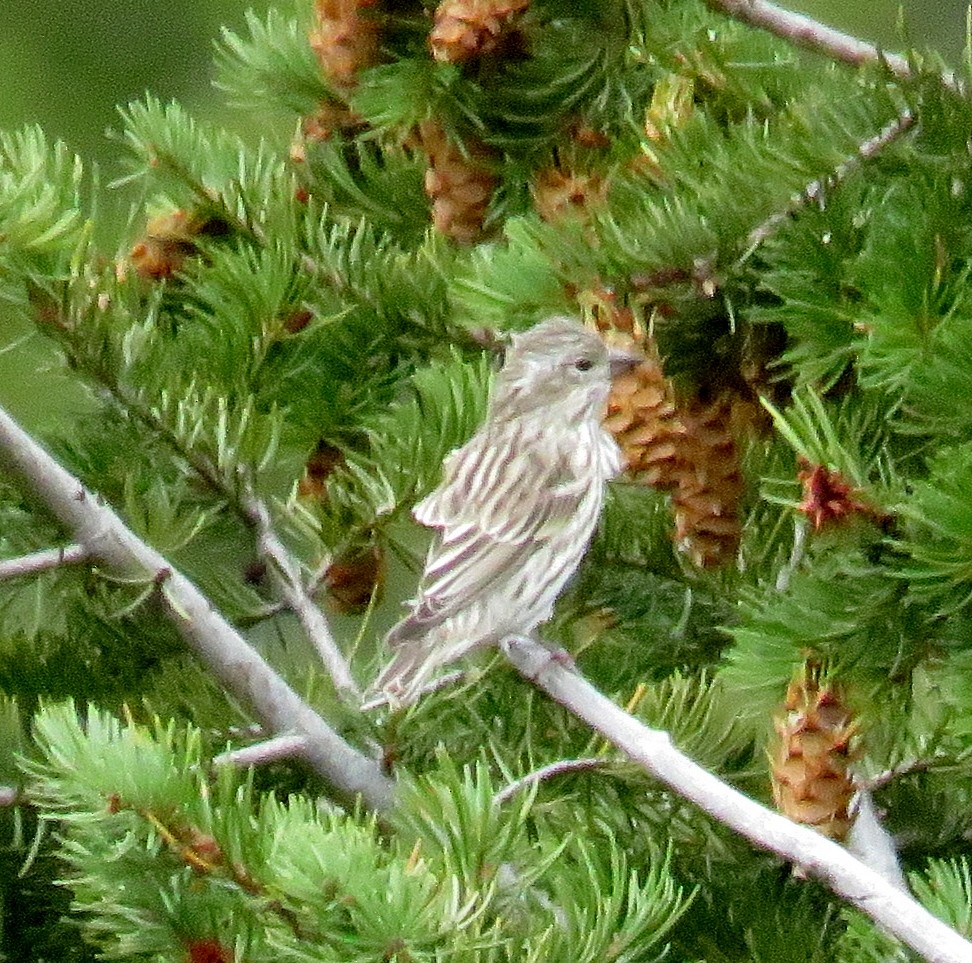 Cassin's Finch - ML35675541