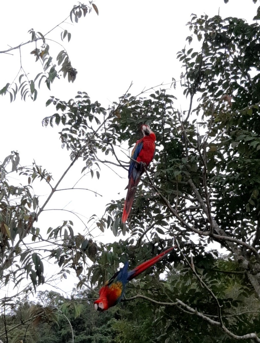 Scarlet Macaw - ML356755701
