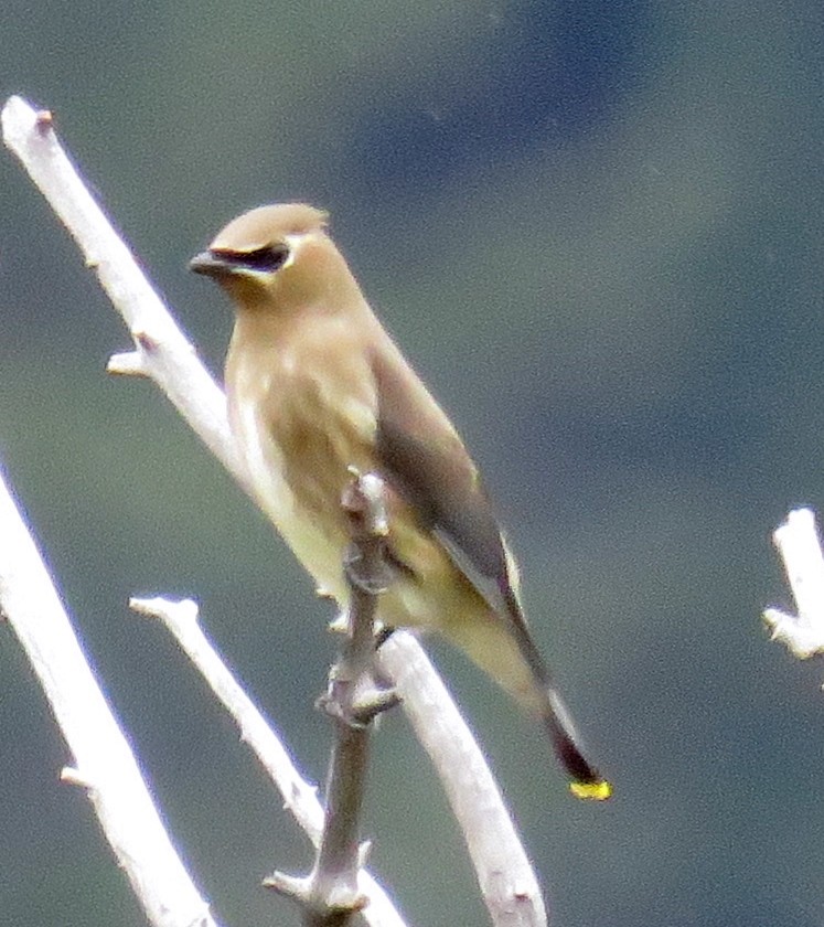 Cedar Waxwing - ML35675571