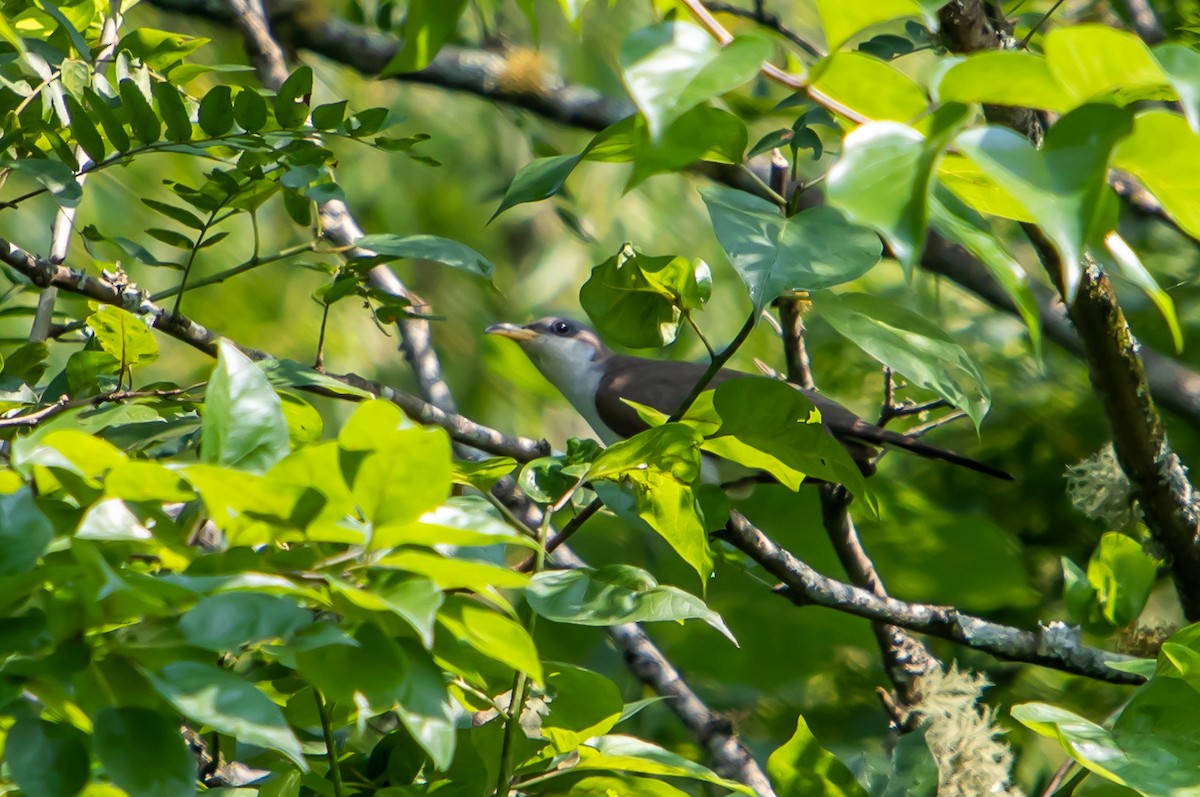 Yellow-billed Cuckoo - ML356755791