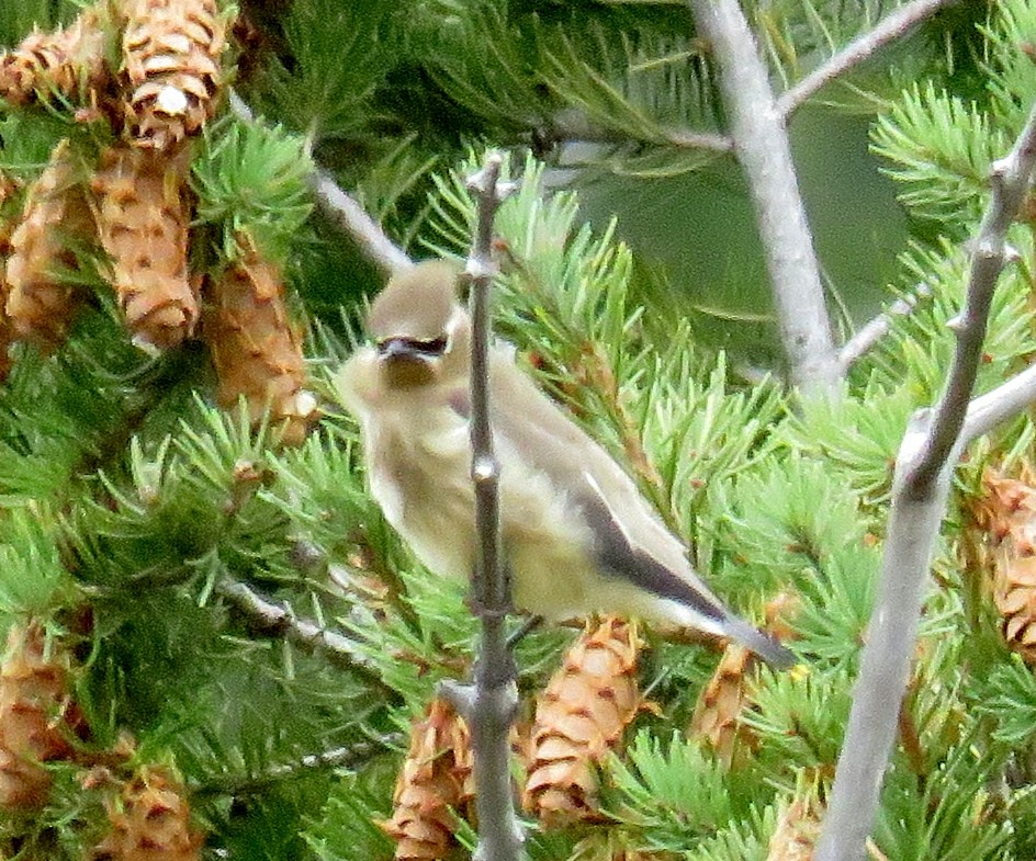 Cedar Waxwing - ML35675581