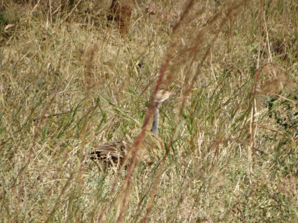 White-bellied Bustard - Hector Gomez de Silva