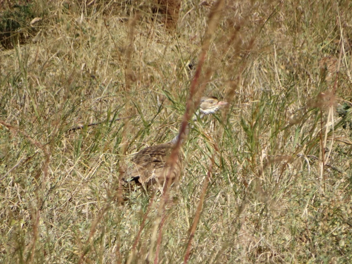 White-bellied Bustard - Hector Gomez de Silva