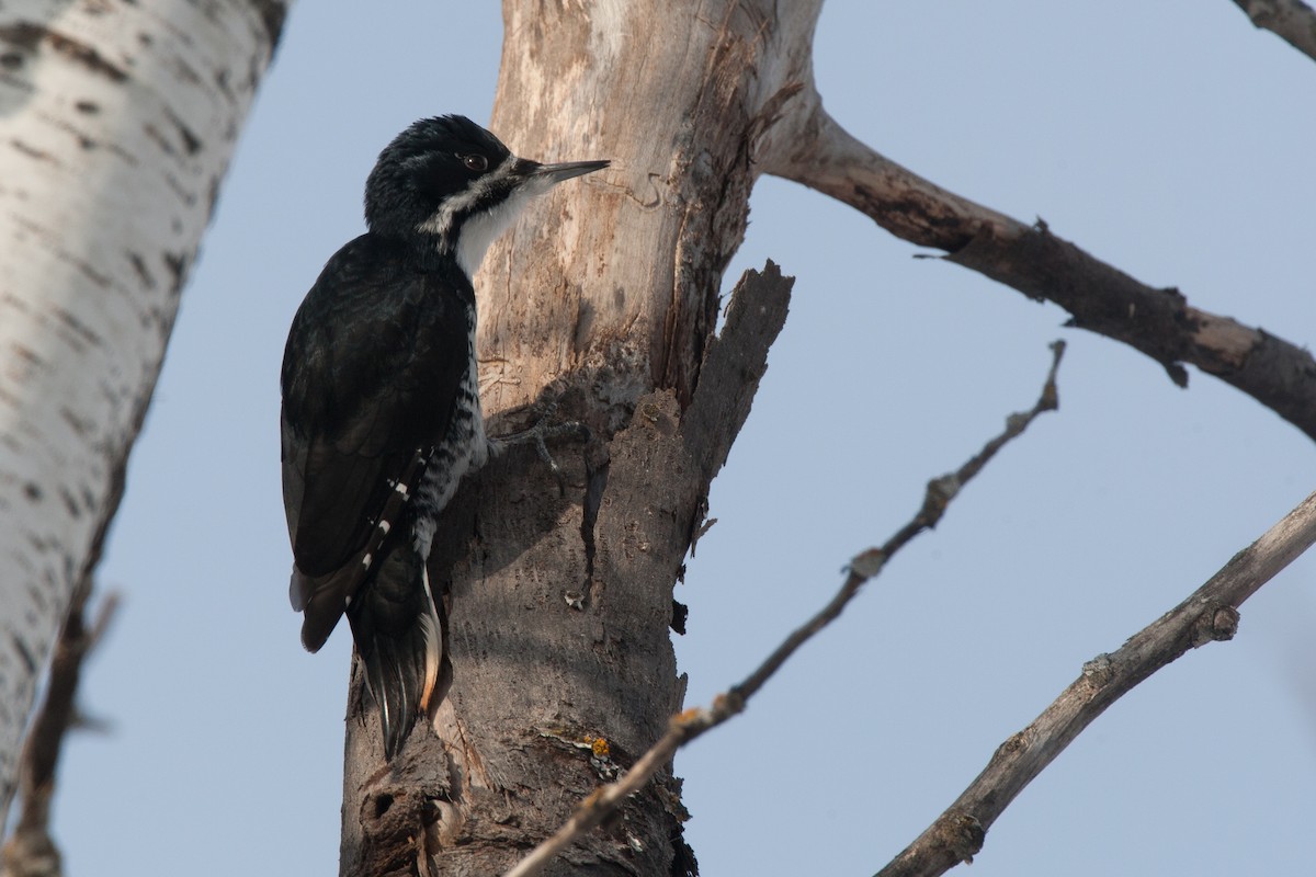 Black-backed Woodpecker - Chris Wood