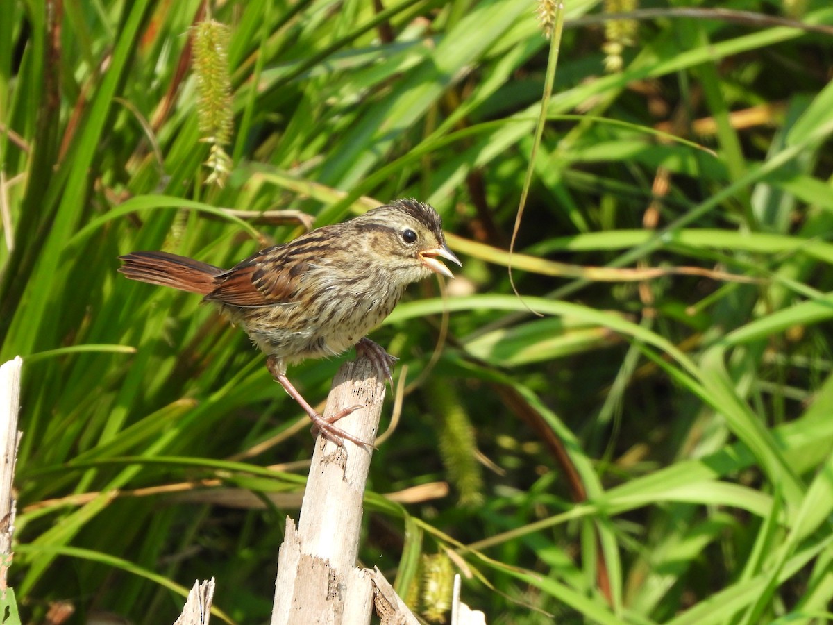 Swamp Sparrow - ML356758041