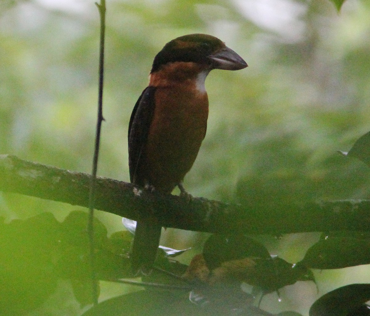 Shovel-billed Kookaburra - ML356760141