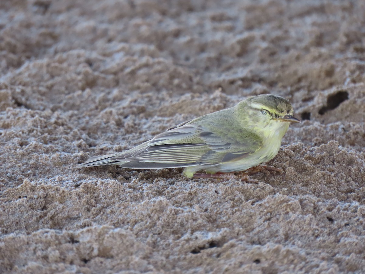 Willow Warbler - ML356760481