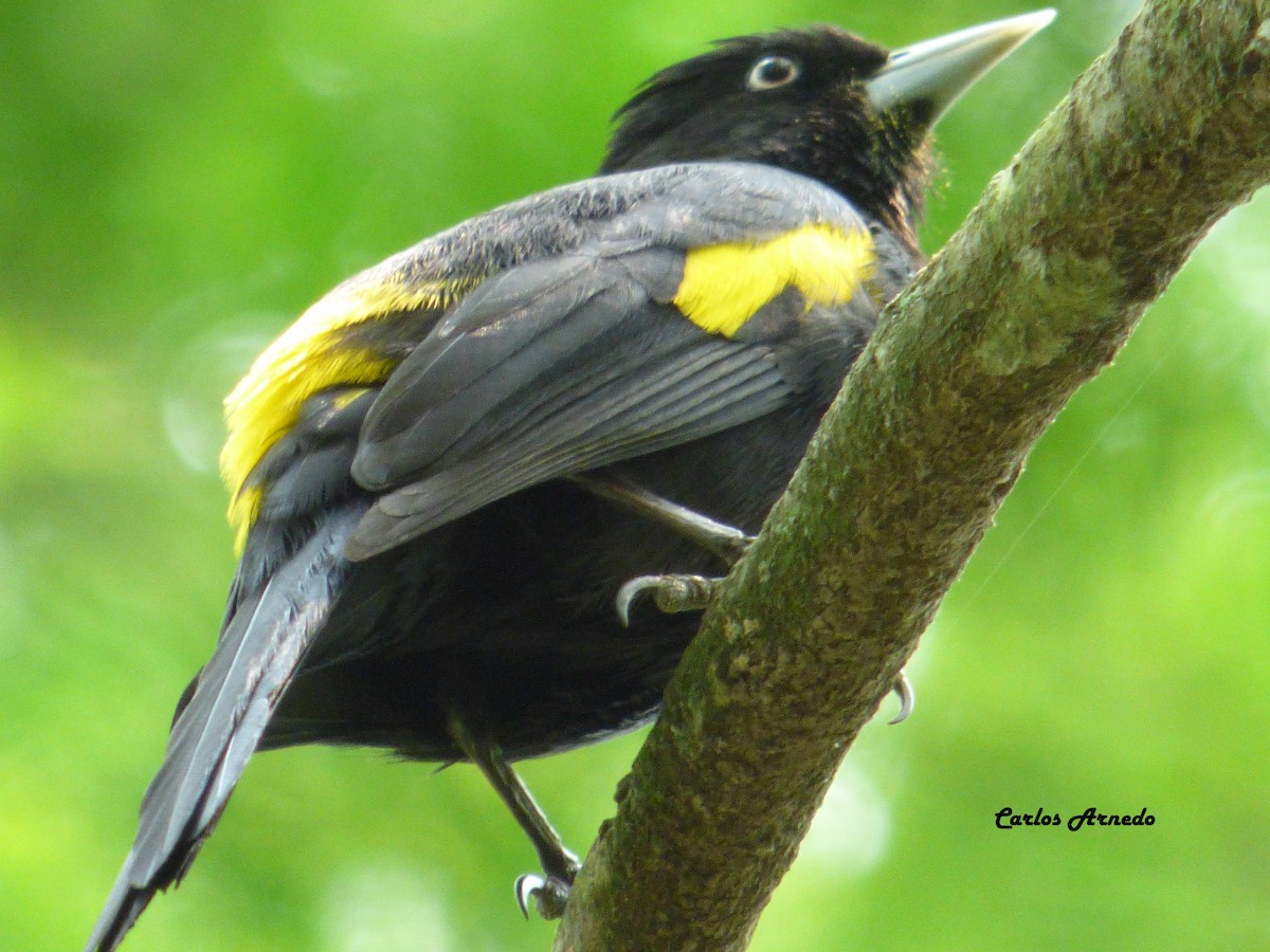 Golden-winged Cacique - ML35676051