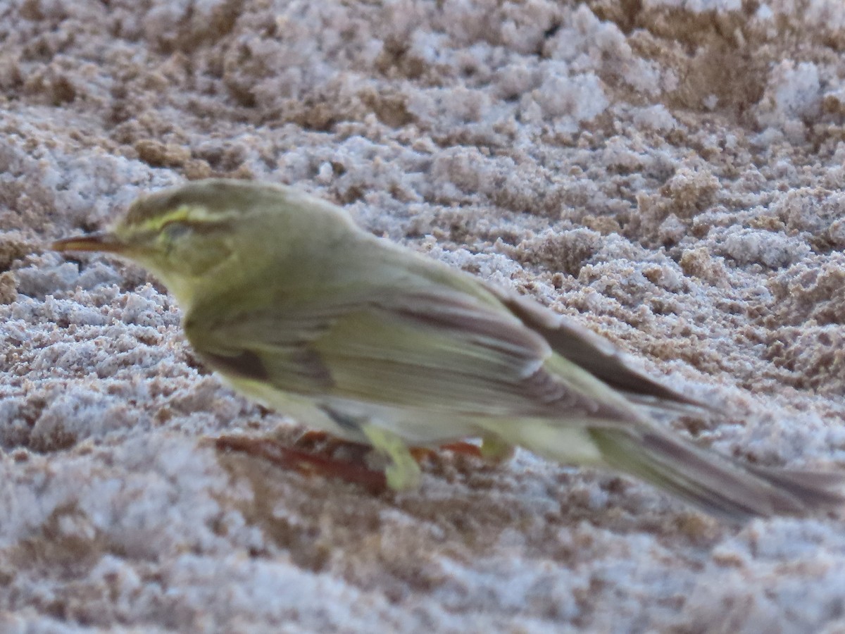 Willow Warbler - Alireza Kiani nejad