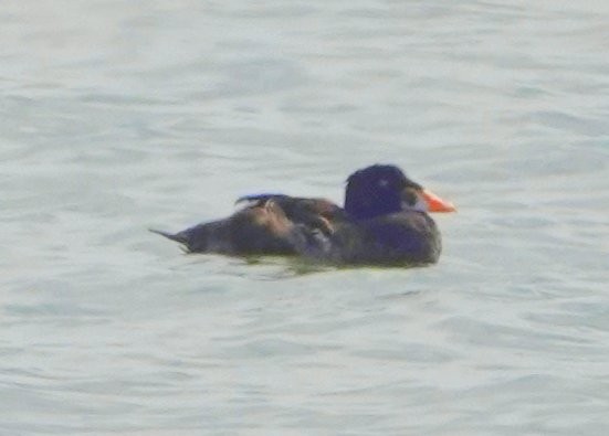 Surf Scoter - ML356763011