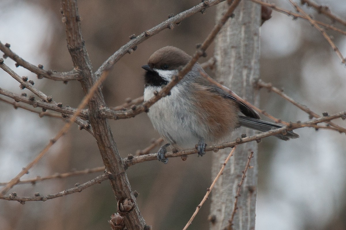 Boreal Chickadee - ML35676331