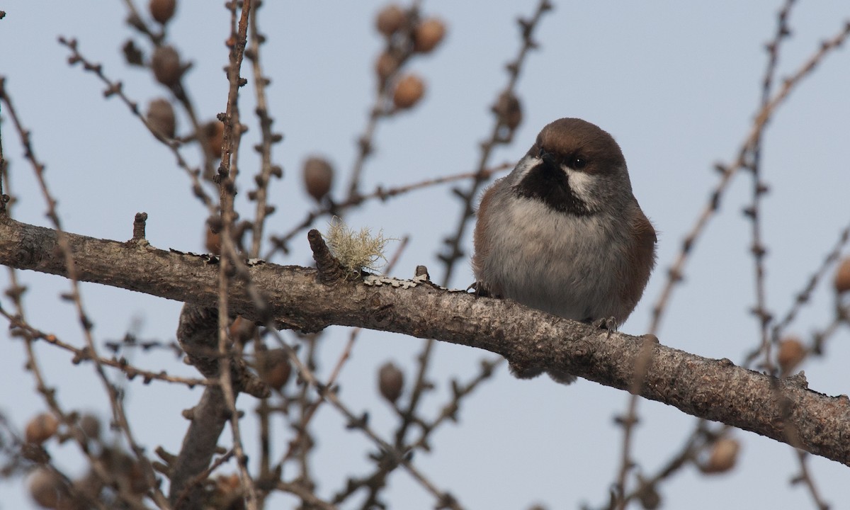 Boreal Chickadee - ML35676411