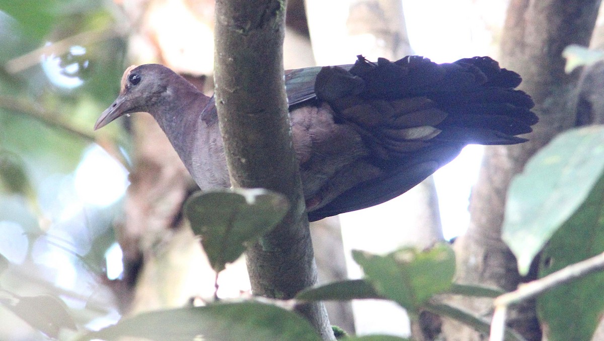 New Guinea Bronzewing - ML356764231