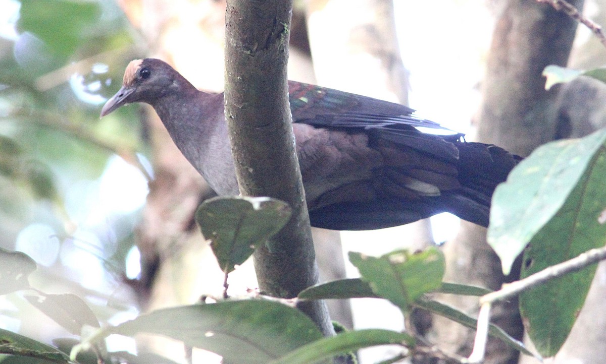 New Guinea Bronzewing - ML356764311