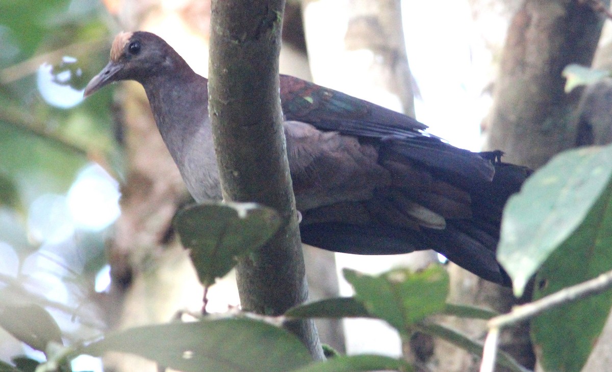 New Guinea Bronzewing - ML356764401