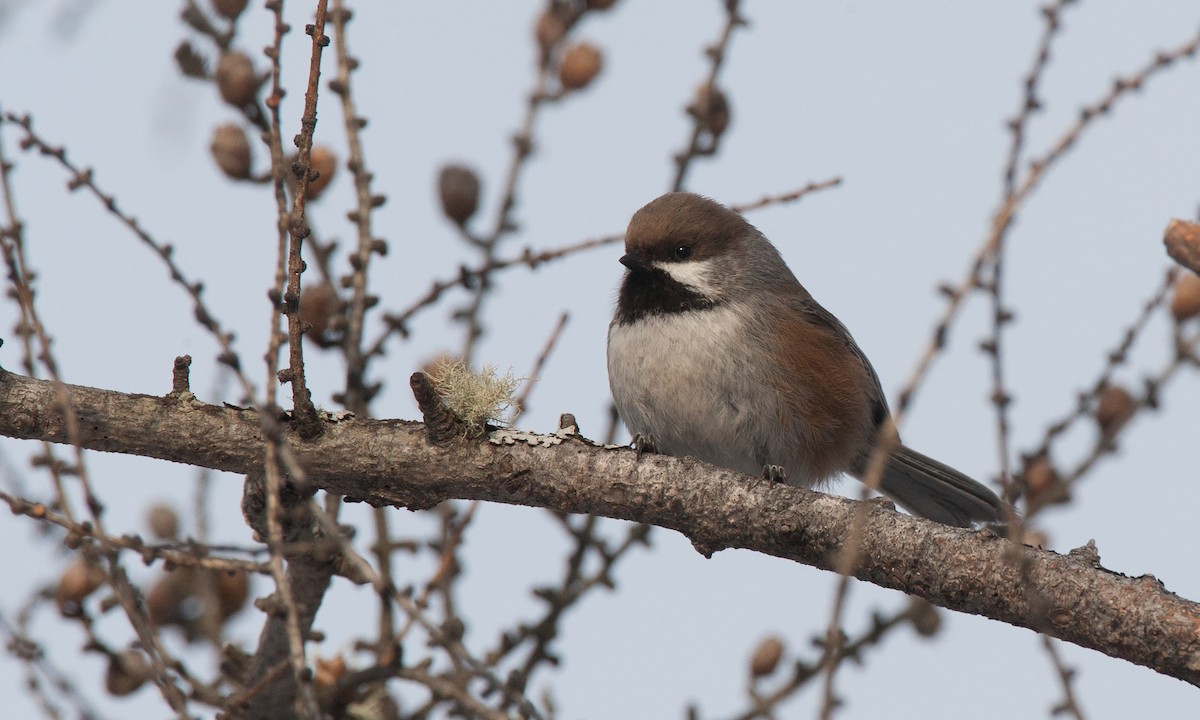 Boreal Chickadee - ML35676451