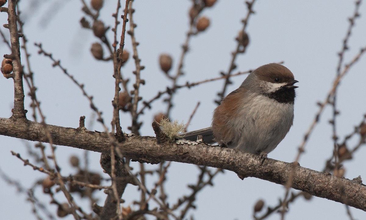 Boreal Chickadee - ML35676461