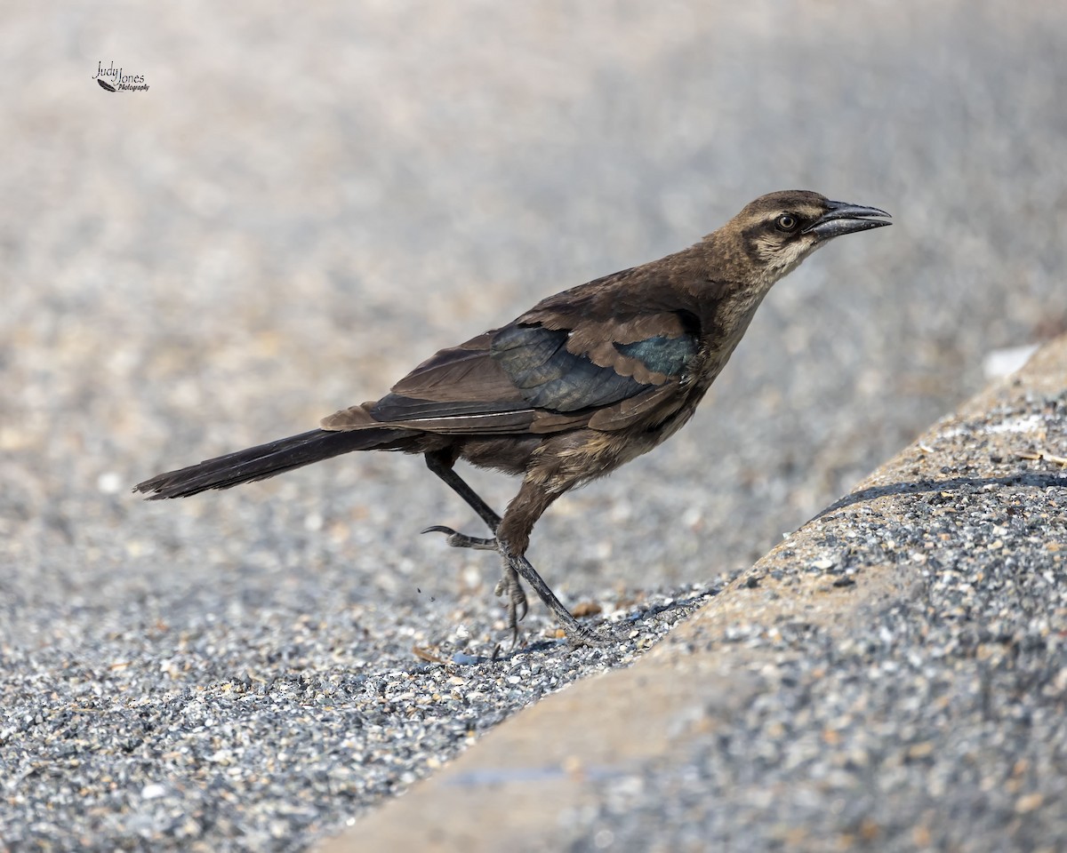 Boat-tailed Grackle - Judy Jones