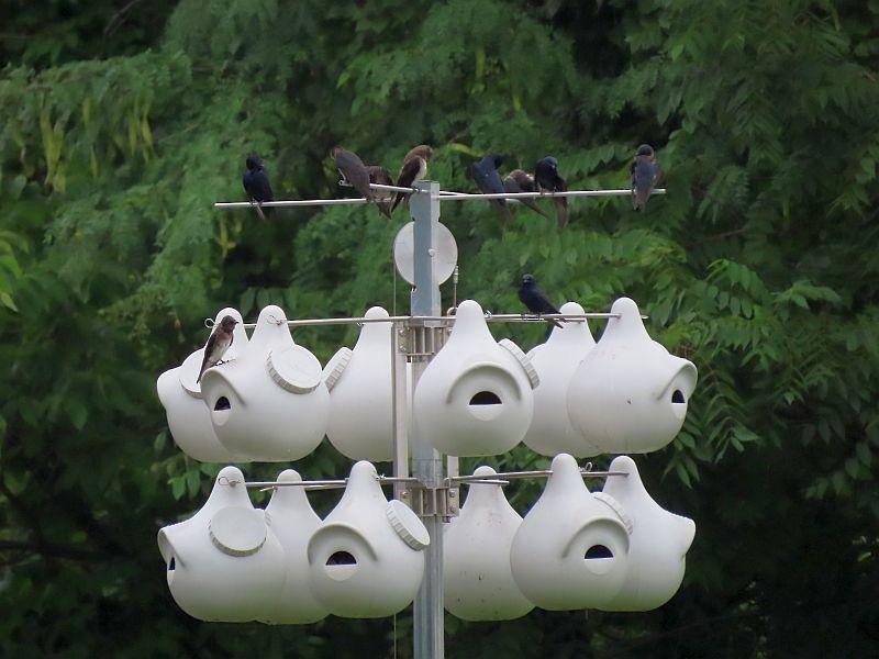 Purple Martin - ML356766051